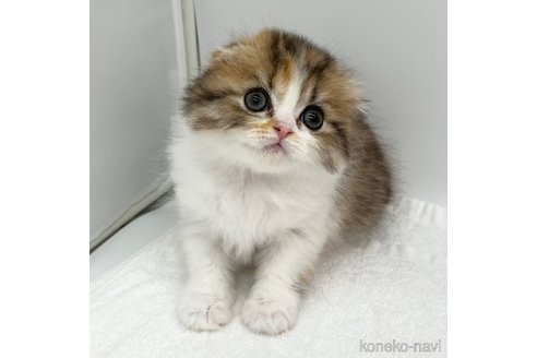 成約済の愛知県のスコティッシュフォールド(折れ耳)-111098の1枚目