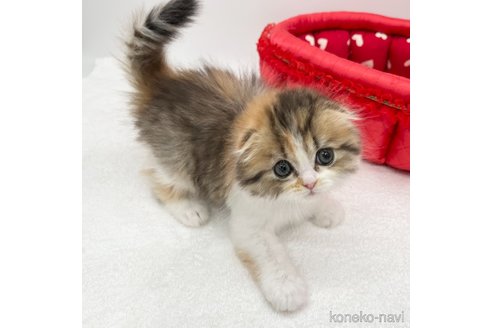 成約済の愛知県のスコティッシュフォールド(折れ耳)-111098の3枚目