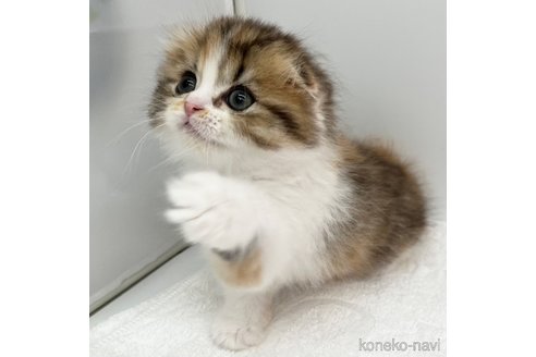 成約済の愛知県のスコティッシュフォールド(折れ耳)-111098の2枚目