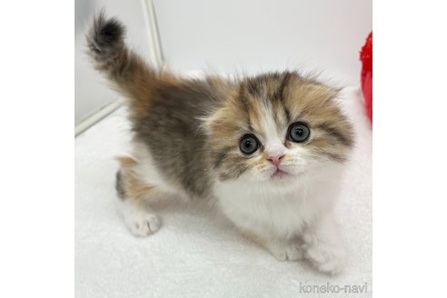 成約済の愛知県のスコティッシュフォールド(折れ耳)-111098の4枚目