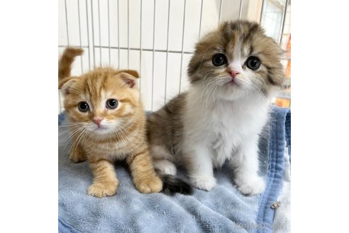 成約済の愛知県のスコティッシュフォールド(折れ耳)-111098の5枚目