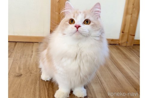 慶次くん1枚目