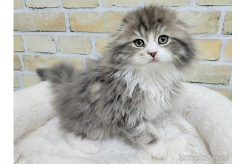 成約済の千葉県のスコティッシュフォールド(折れ耳)-106294の1枚目