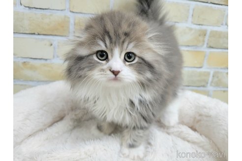 成約済の千葉県のスコティッシュフォールド(折れ耳)-106294の2枚目