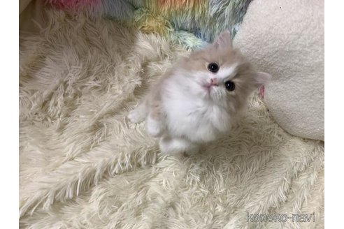 成約済の大阪府のスコティッシュフォールド-111125の2枚目