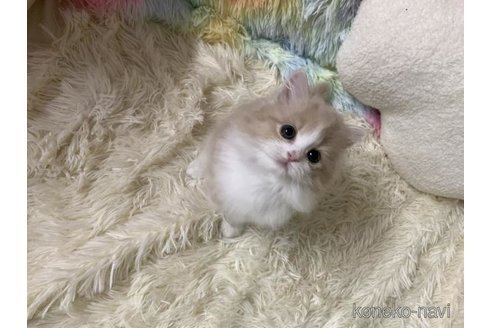 成約済の大阪府のスコティッシュフォールド-111125の4枚目