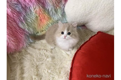 成約済の大阪府のスコティッシュフォールド-111125の5枚目