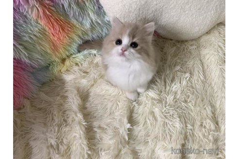 成約済の大阪府のスコティッシュフォールド-111125の6枚目