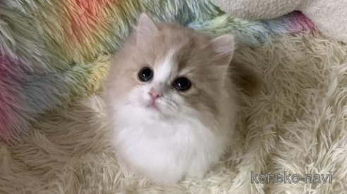 成約済の大阪府のスコティッシュフォールド-111125