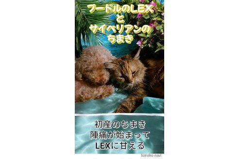 の東京都の-