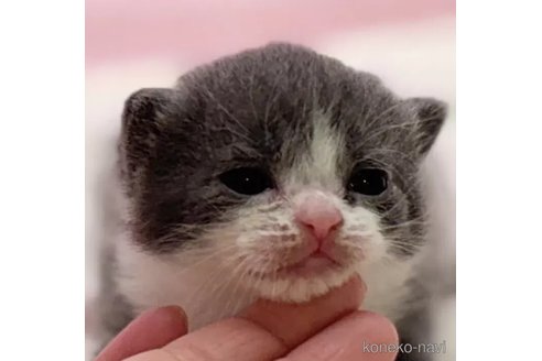 販売中ののブリティッシュショートヘア-111135