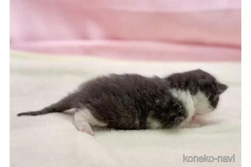 成約済の東京都のブリティッシュショートヘア-111135の2枚目