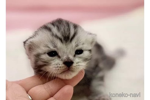 販売中の東京都のマンチカン-111137の2枚目