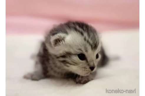 販売中の東京都のマンチカン-111137の3枚目
