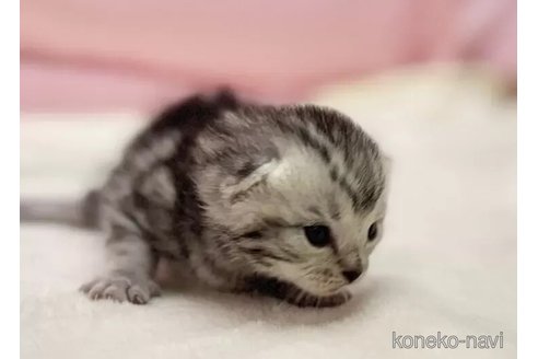 販売中の東京都のマンチカン-111137の6枚目