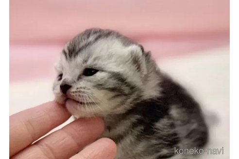 販売中の東京都のマンチカン-111137の5枚目