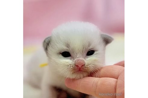 販売中の東京都のラグドール-111139の1枚目