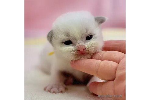 販売中の東京都のラグドール-111139の6枚目