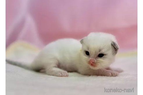 販売中の東京都のラグドール-111139の4枚目