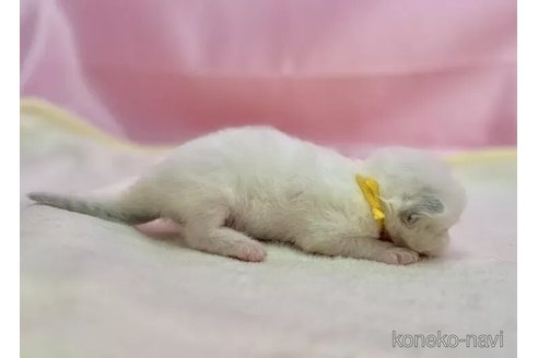 販売中の東京都のラグドール-111139の2枚目