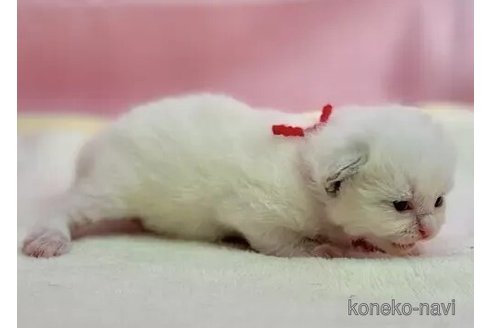 販売中の東京都のラグドール-111141の2枚目