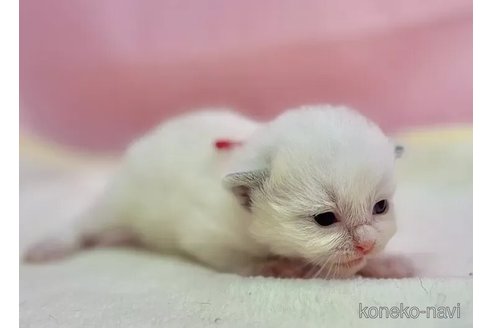 販売中の東京都のラグドール-111141の6枚目