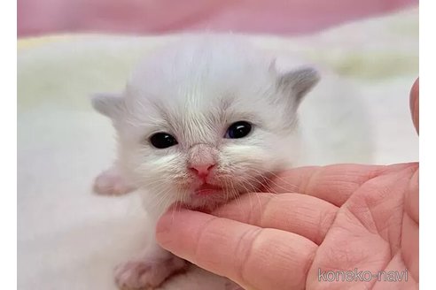 販売中の東京都のラグドール-111141の5枚目