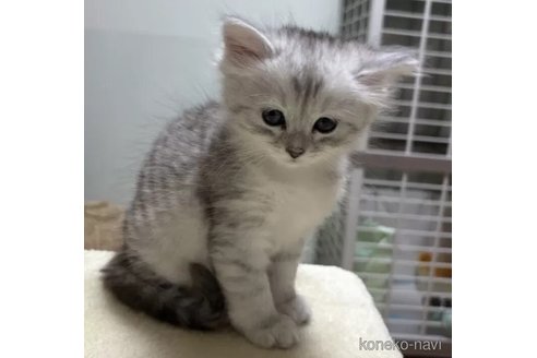 成約済の兵庫県のサイベリアン-111143の1枚目