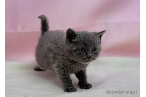 成約済の東京都のブリティッシュショートヘア-111144の2枚目