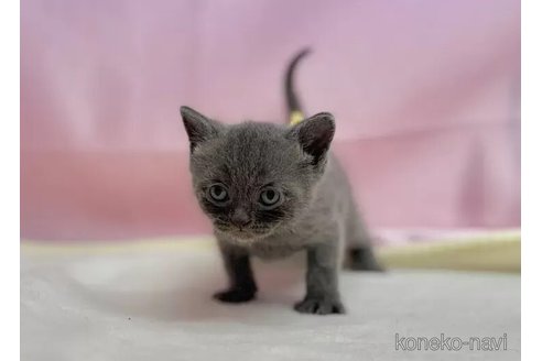 販売中の東京都のブリティッシュショートヘア-111149の2枚目