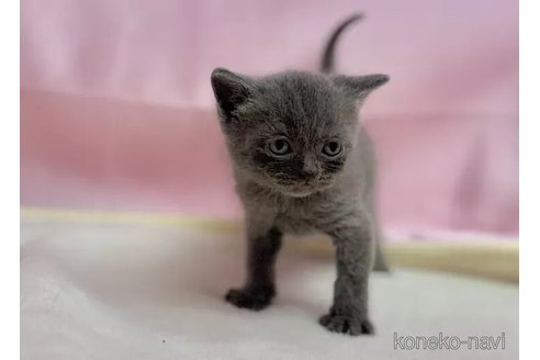 販売中の東京都のブリティッシュショートヘア-111149の3枚目