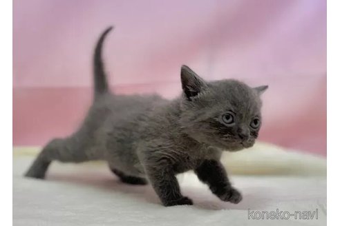 販売中の東京都のブリティッシュショートヘア-111149の5枚目