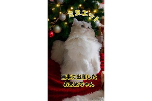ののミヌエット-