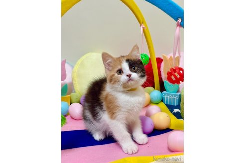 販売中ののスコティッシュフォールド-111156