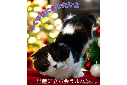 ルパン(ブラック＆ホワイトバイカラー)くん1枚目