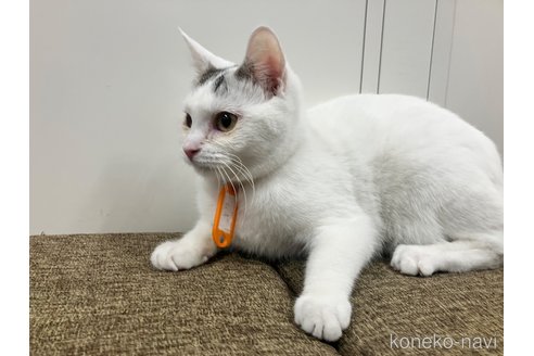販売中の愛知県のマンチカン-107654の5枚目