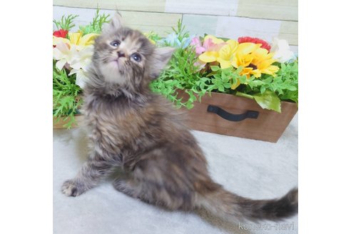 成約済の大阪府のマンチカン-111179の2枚目