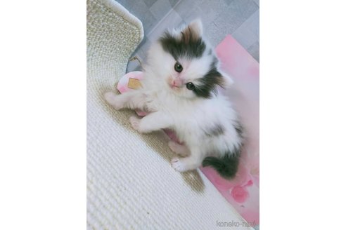 販売中の熊本県のラガマフィン-111232の3枚目