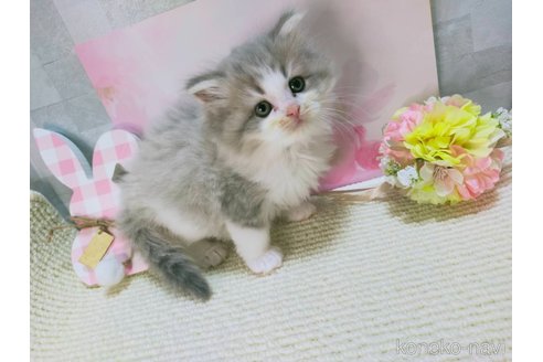 成約済の熊本県のラガマフィン-111233の3枚目