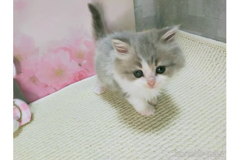 販売中の熊本県のラガマフィン-111234の2枚目