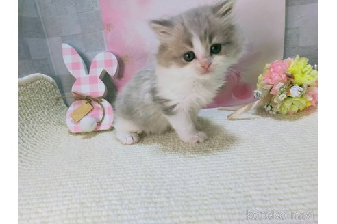 販売中の熊本県のラガマフィン-111234の3枚目