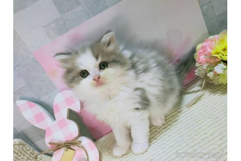 成約済の熊本県のラガマフィン-111235の4枚目