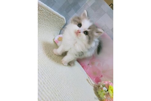成約済の熊本県のラガマフィン-111235の3枚目