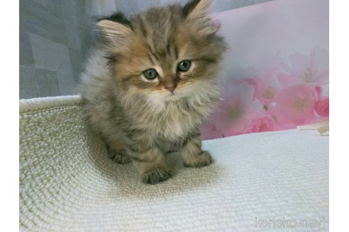 販売中の熊本県のラガマフィン-111236の4枚目