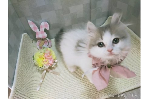 成約済の熊本県のミックス-111242の2枚目
