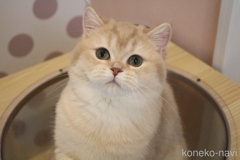 成約済の愛知県のブリティッシュショートヘア-102077の12枚目
