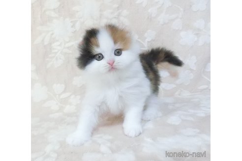 販売中の鹿児島県のスコティッシュフォールド(折れ耳)-111250