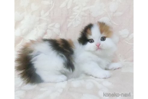 成約済の鹿児島県のスコティッシュフォールド(折れ耳)-111250の5枚目