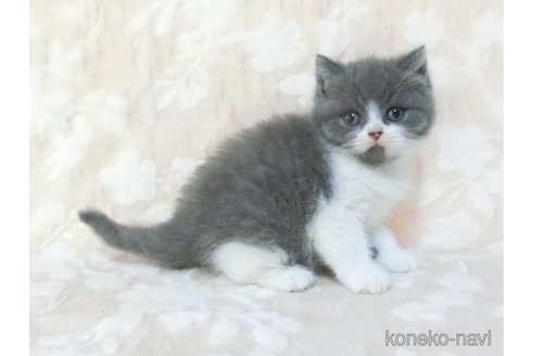 販売中の鹿児島県のブリティッシュショートヘア-111253の2枚目