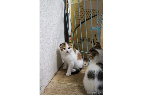成約済の滋賀県のスコティッシュフォールド-108878の5枚目